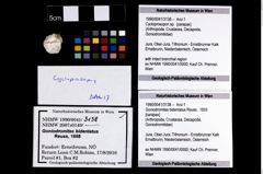 Foto (Objekt + Etikett) von Cycloprosopon sp.  (NHMW-GEO-1990-0041-3138)
